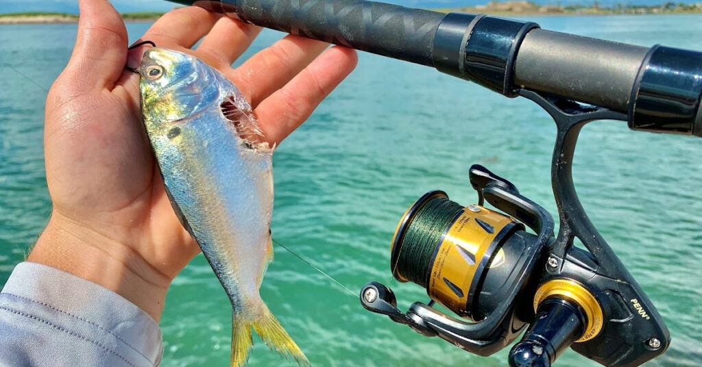 Fishing from the Jetties 4 Tips for Your Success - The Beach Angler