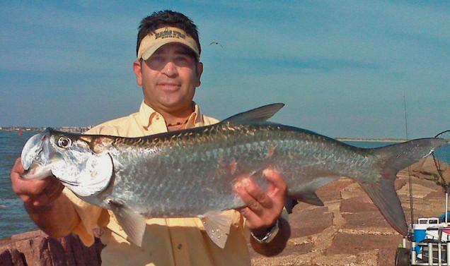 Tarpon caught while fishing from the jetties