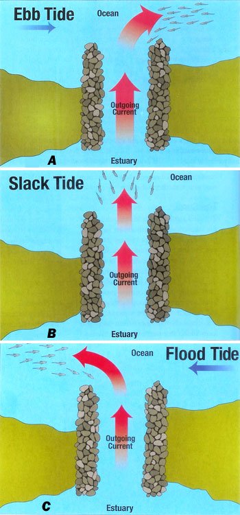 finding fish in saltwater - diagram of how tidal movement can affect currents and fish activity