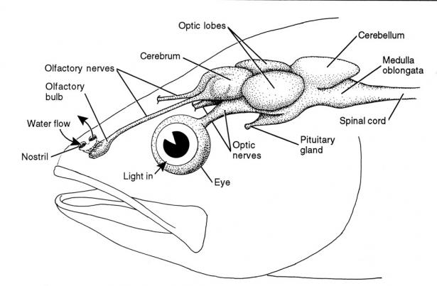 scents and attractants for saltwater fishing - diagram of the fish sense of smell