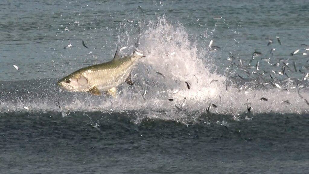 Live bait for saltwater fishing - Tarpon attacking a school of mullet in the surf