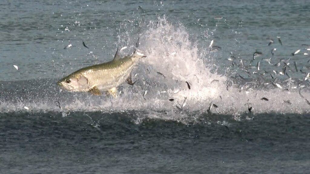 A Tarpon feeding on a school of mullet