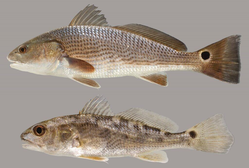 Juvenile and adult redfish