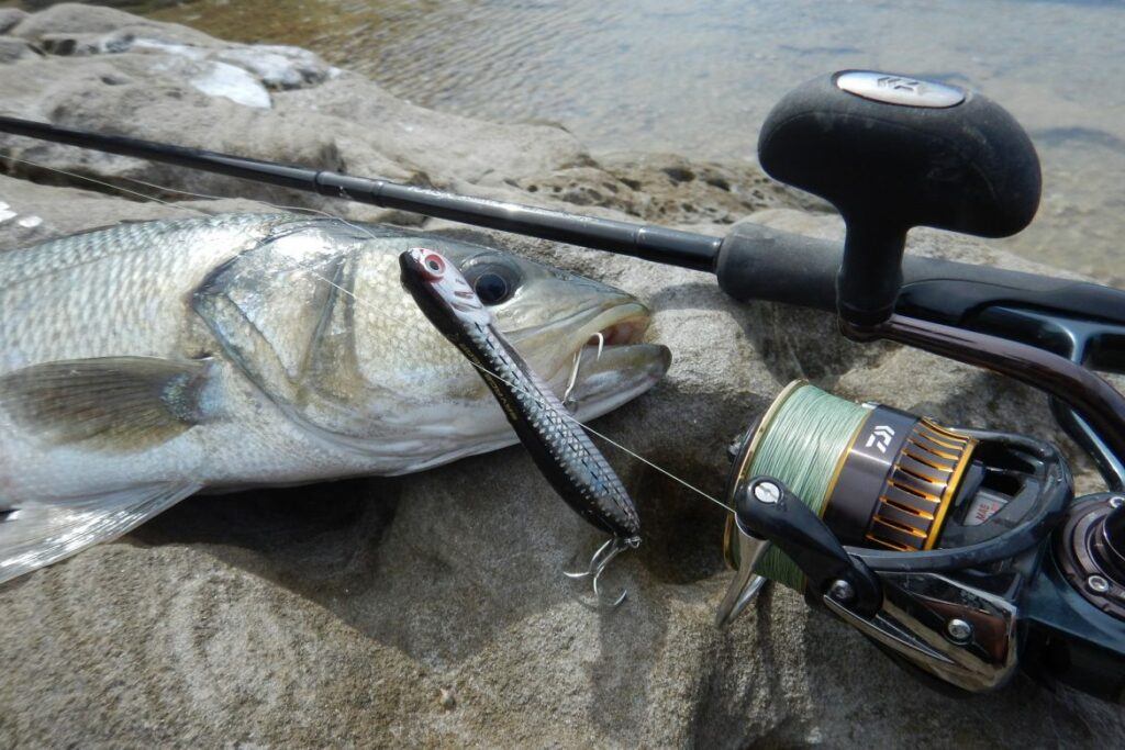 Topwater rod and reel set up