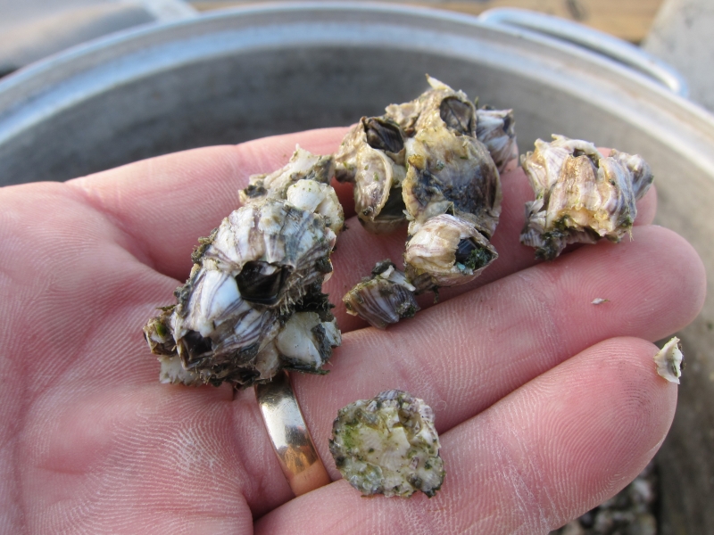 handful of barnacles to use as bait for sheepshead