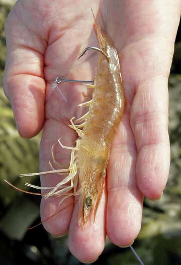 Surf Fishing with GHOST Shrimp 