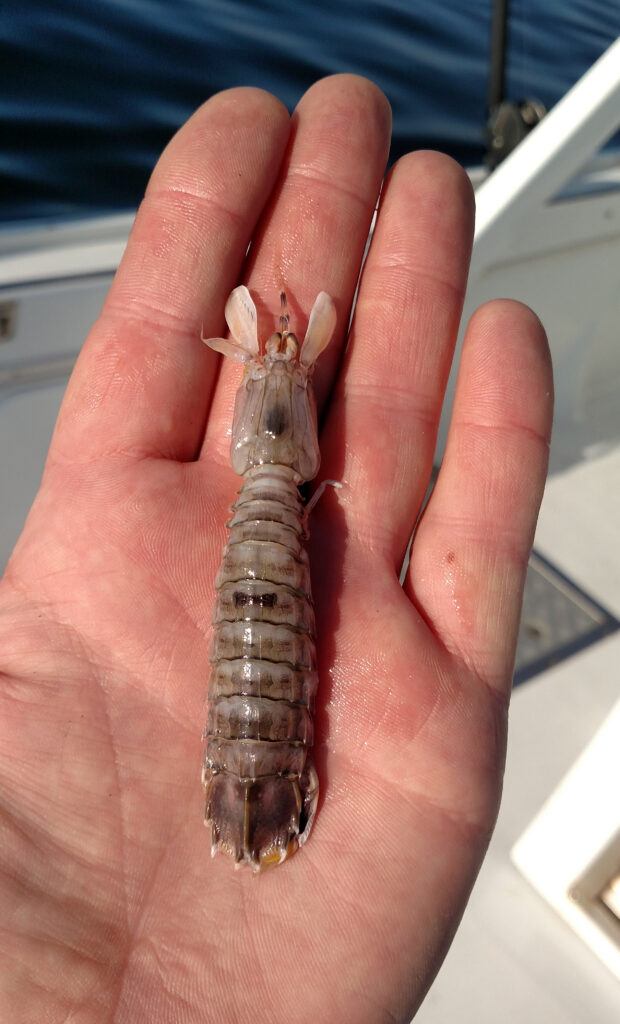 Best surf fishing bait - Mantis Shrimp sometimes called a ghost shrimp