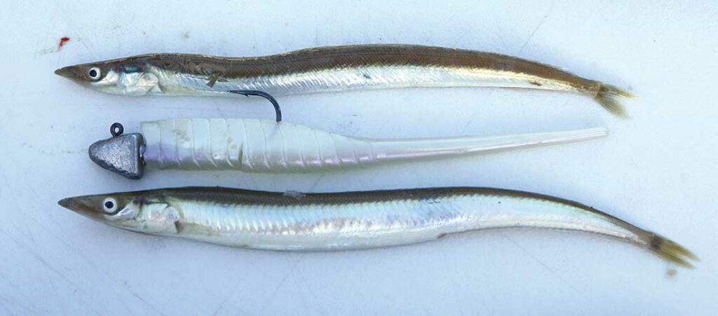 real sand eel along side a soft plastic sand eel lure