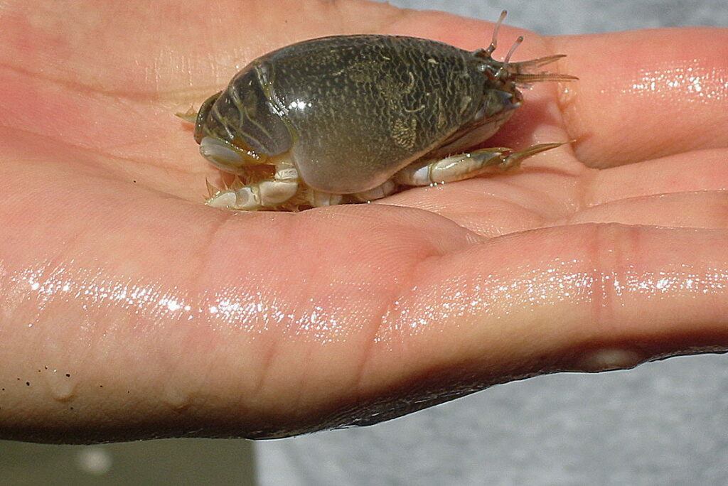 best surf fishing bait - mole crab sometimes called a sand flea or sand crab