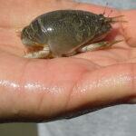 best surf fishing bait - mole crab sometimes called a sand flea or sand crab