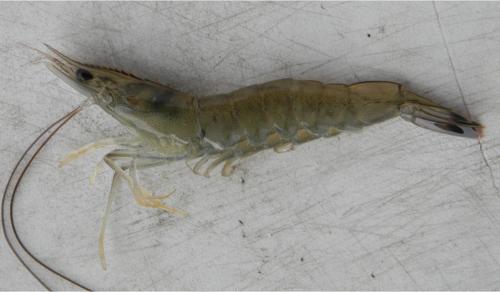 bait shrimp