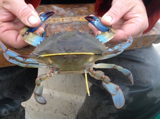 Blue crab tagged for research