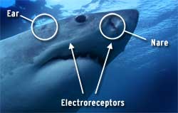 electroreceptors on a great white shark