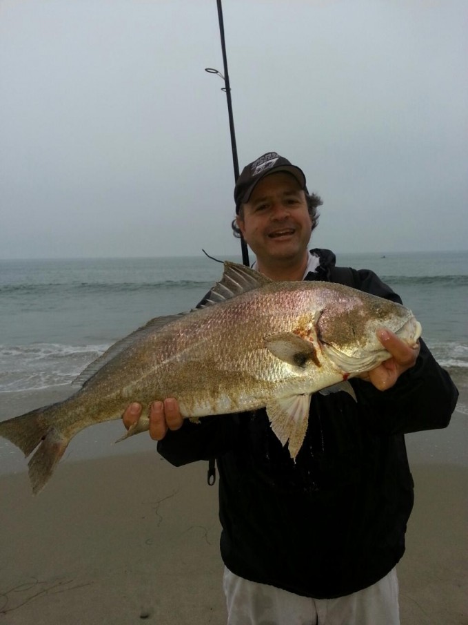 surffishing california - angler with a large spotfin croaker caught in the california surf