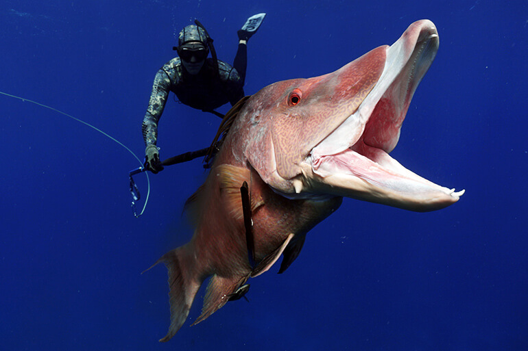 Spearfishing for beginners - freediver with a nice hogfish that he has just shot with his speargun