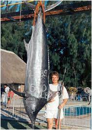 spearfishing for beginners - worlds record for largest fish caught using a speargun 581 pound black marlin