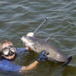 catfish caught spearfishing in a lake - spearfishing for beginners