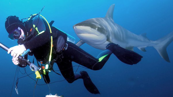 spearfishing for beginners - spearfisherman with a shark swimming up on him from behind