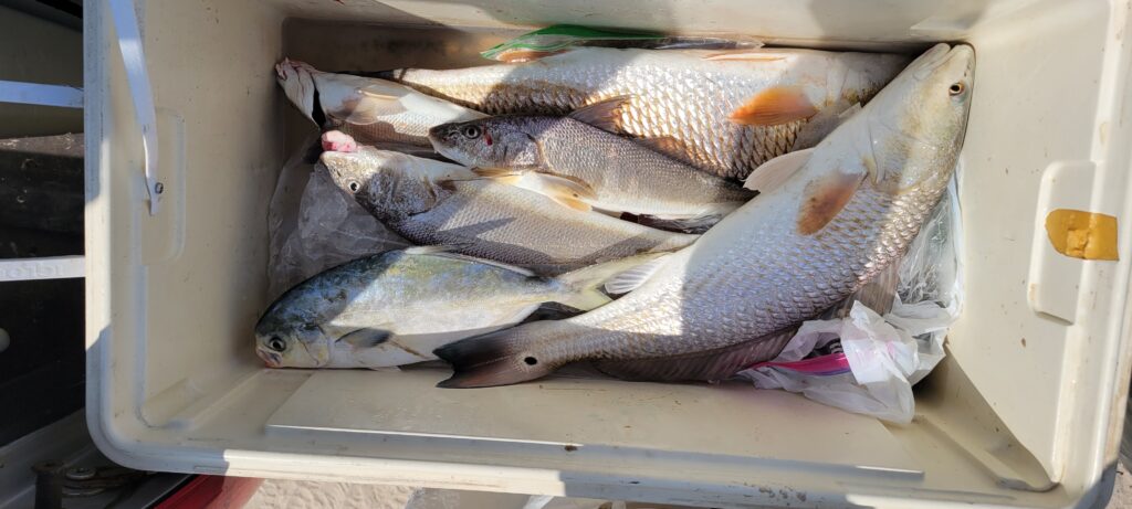 Ice chest full of fish. Redfish, pompano and whiting