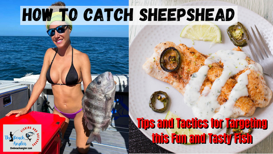 How to catch sheepshead featured image. Young lady angler holding a nice sheepshead and a plate of blackened sheeps head for dinner