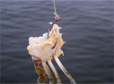 half of a blue crab on a circle hook as bait for black drum