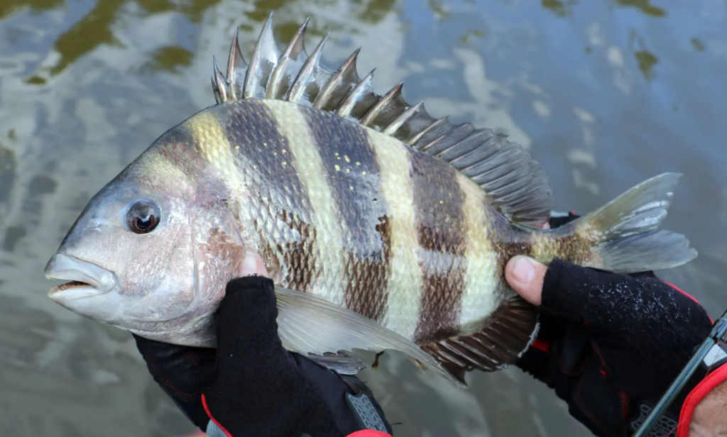 How to catch sheepshead - picture of an average size sheepshead