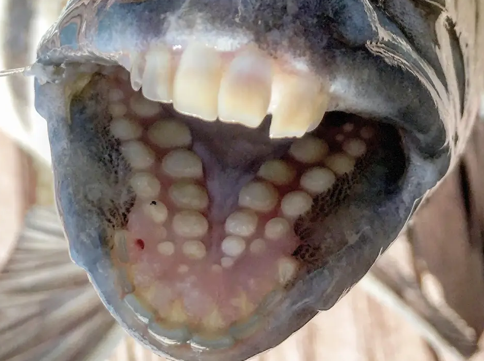 how to catch sheepshead - picture of the inside of a sheepshead's mouth showing the teeth that give the fish it's name.