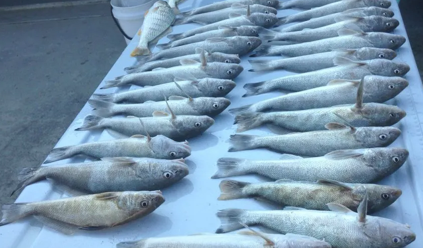 gulf kingfish aka whiting lined up on top of an ice chest ready for cleaning