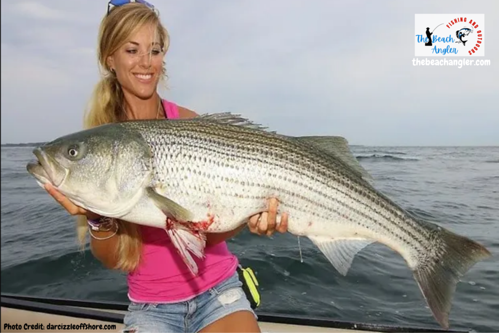 surf fishing for stripers - darcizzle offshore angler with a very large striper