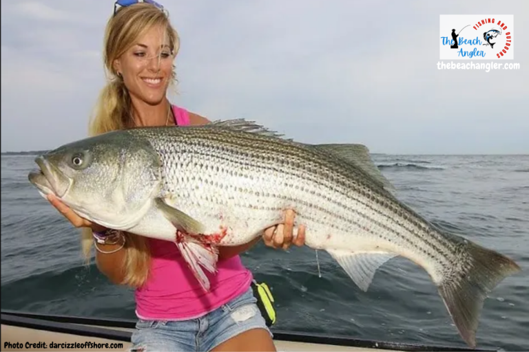 Western Sound: Baiting for Stripers - The Fisherman Western Sound: Baiting for Stripers - The Fisherman