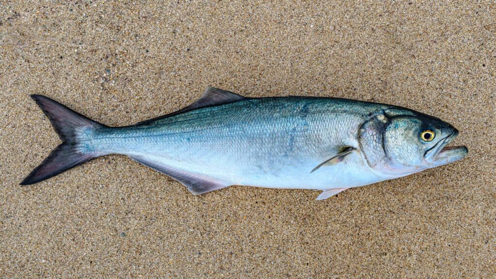 Surf Fishing for Bluefish - Large bluefish caught off the beach in Maine