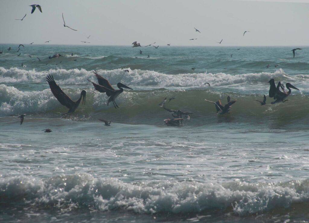 Birds diving on a school of baitfish in the surf
