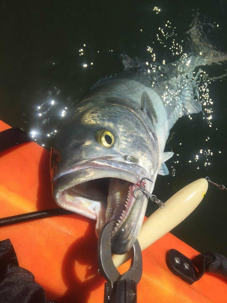 Bluefish with its mouth open showing some very sharp teeth