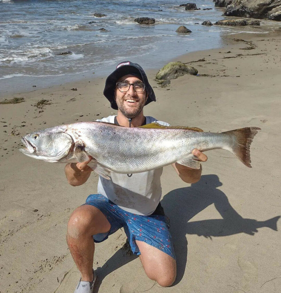 surf fisherman holding up a nice corbina caught in the surf of California