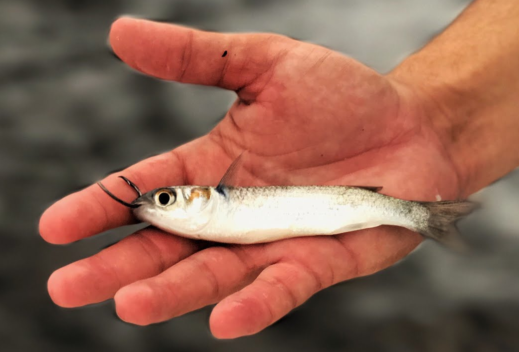 Finger mullet rigged with a circle hook through the lips