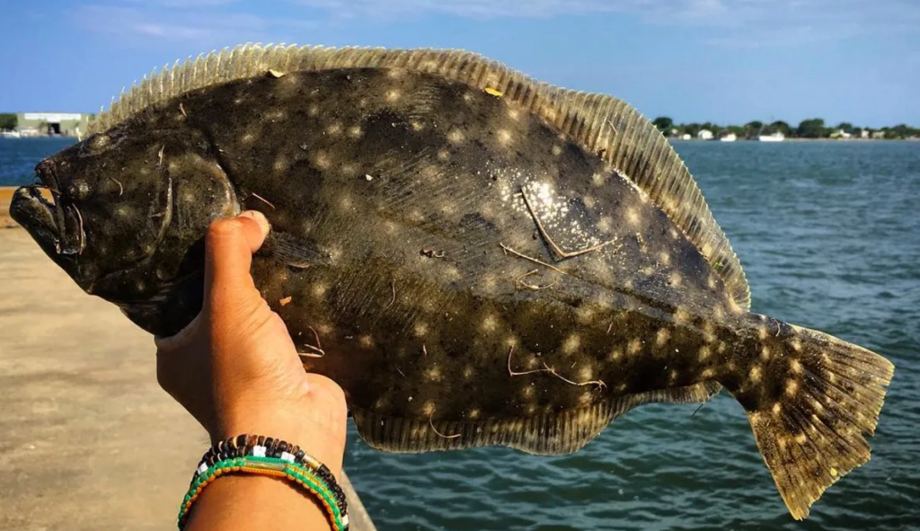 Nice flounder caught while surf fishing for flounder