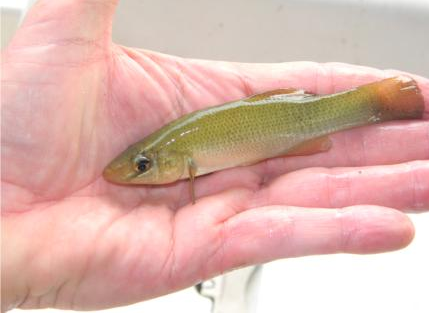 Mud Minnow in a hand