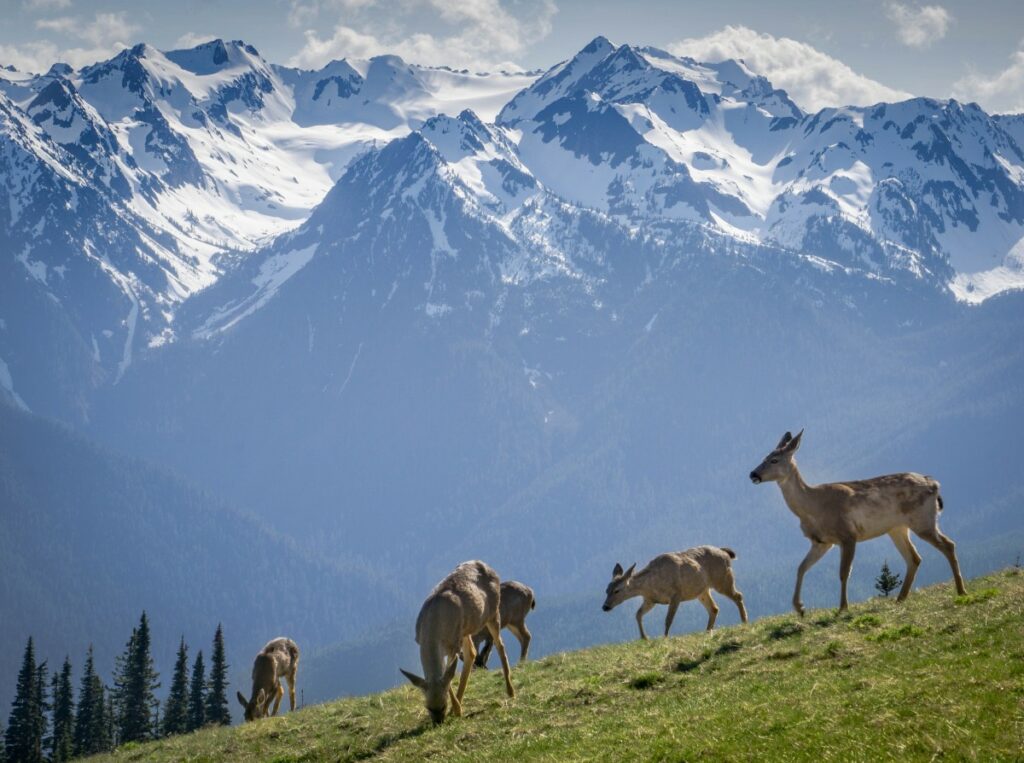 deer grazing in Olympic National Park Washington