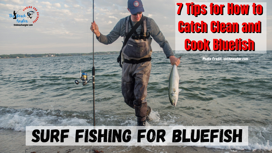Surf fishing for bluefish featured image - Surf fisherman wading back to shore carrying a nice bluefish by the tail