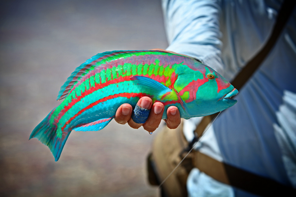 A Wrasse caught while surf fishing in Hawaii - a beautiful fish species