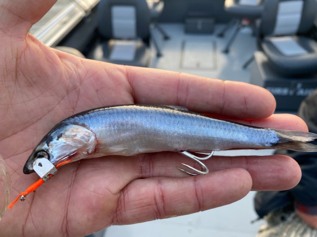 Anchovy rigged for surf fishing