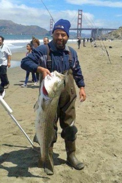 Surf fishing for stripers in California - California Beach angler holding up a beautiful striped bass caught in the surf with the golden gate bridge in the background