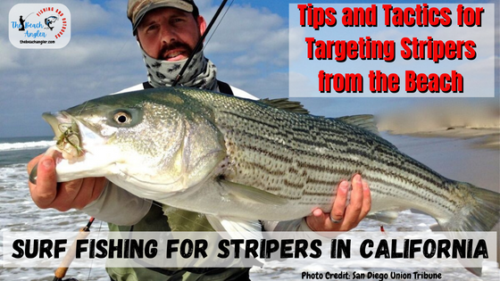 Surf fishing for stripers in California - Surf angler holding up a very large Striped Bass caught from the California surf