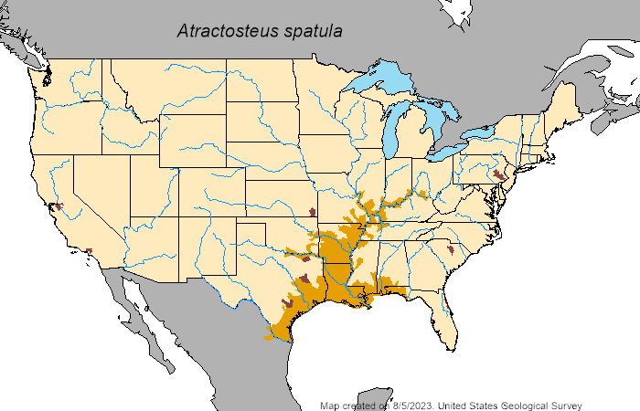 A US map showing the distribution of alligator gar being primarily in the gulf coast states