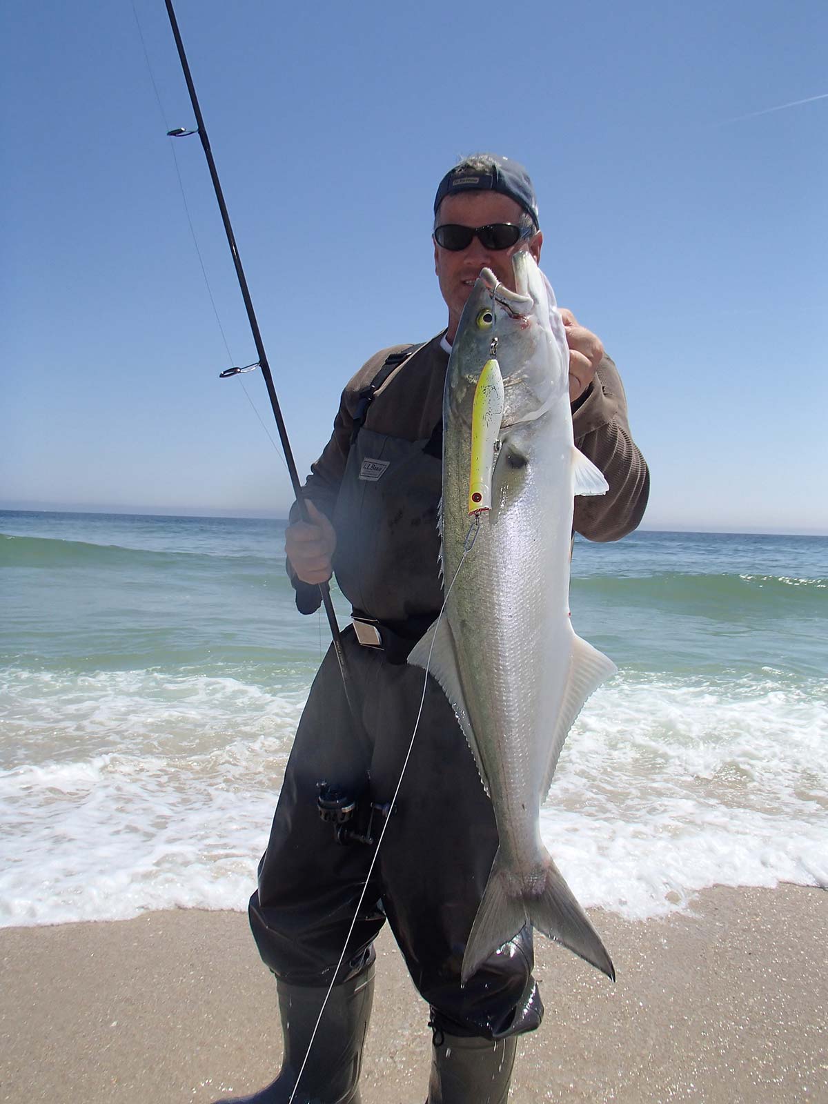 Surf angler holding up a large bluefish caught on a popper while surf fishing in New Jersey
