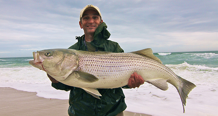 Surf fisherman holding a very large striped bass caught surf fishing in New Jersey