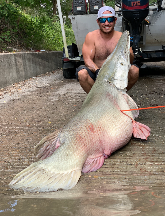 Fisherman kneeling next to the Record alligator gar caught in Florida - fishing for alligator gar