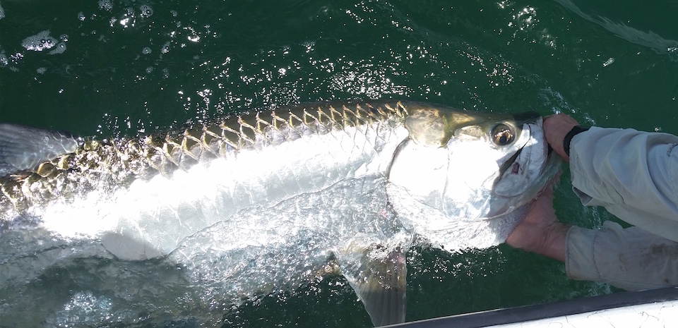 Reviving a large tarpon before release - How to catch tarpon from the beach