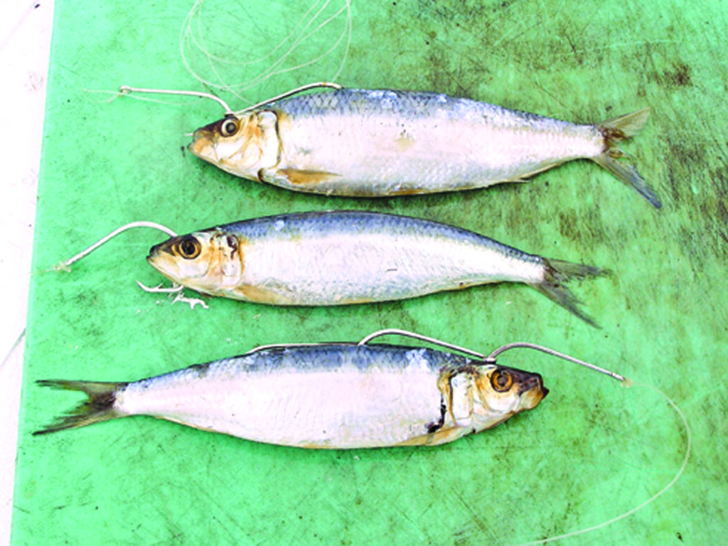 Sardines rigged for surf fishing