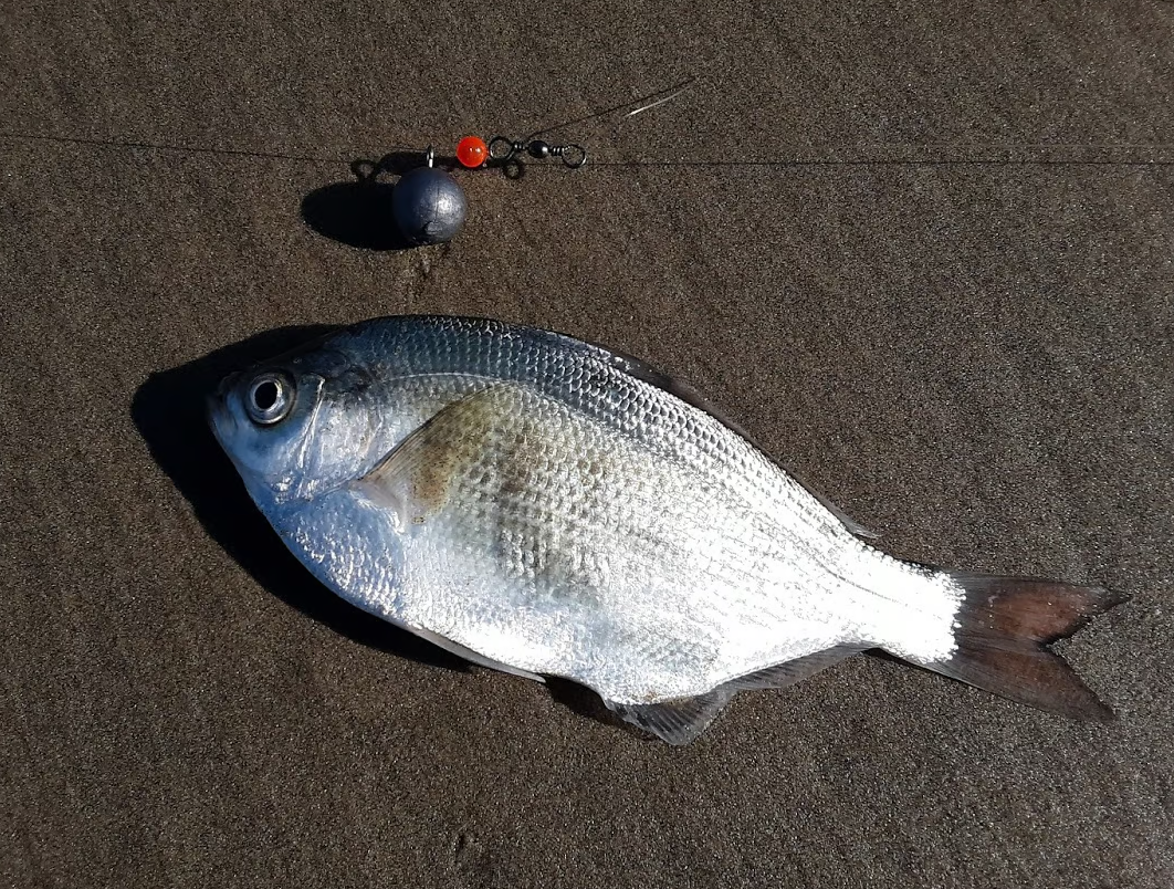Surf Perch Fishing Tips Tactics and 12 of the Best Spots for Jerkin